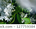  白花 127759384