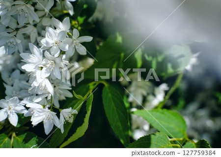  White flower 127759384