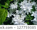  白花 127759385