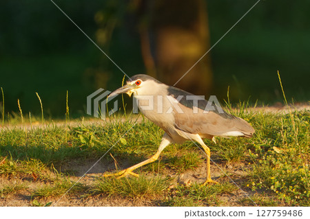 Black-crowned night heron Strolling Through Sunlit Park in Nature Setting 127759486