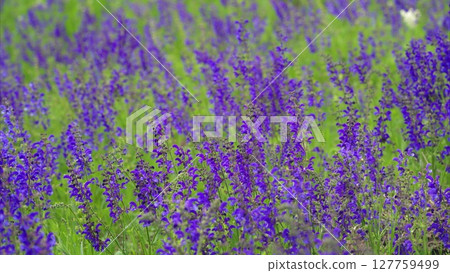 A Stunning and Vibrant Purple Flower Field in Full Bloom, Showcasing Natures Beauty A Stunning and Vibrant Purple Flower Field in Full Bloom, Showcasing Natures Beauty 127759499