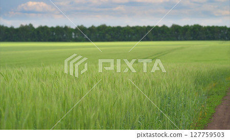 A Vibrant Green Field Set Beneath a Beautiful Cloudy Sky, Inviting Peaceful Thoughts 127759503