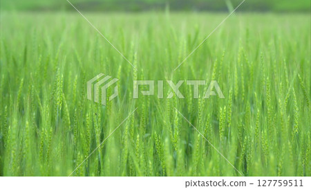 The image depicts a lush green rice field closeup showcasing its early growth stages beautifully 127759511