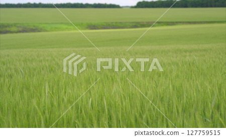 Lush green fields of grain elegantly stretch out beneath a beautifully cloudy sky above Lush green fields of grain elegantly stretch out beneath a beautifully cloudy sky above 127759515