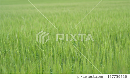 Lush, expansive green field sprawled out beautifully under a clear blue sky above 127759516