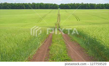 A beautiful and idyllic rural pathway, meandering through lush green fields filled with life 127759520