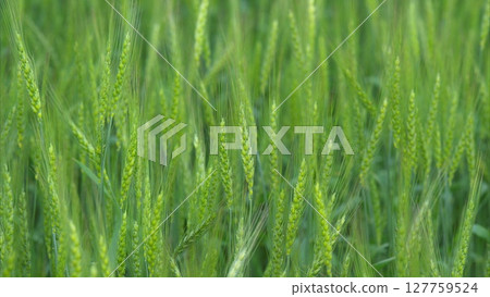 The Vibrant Green Wheat Fields Are in Full Growth and Are Truly a Scenic Wonder to Observe 127759524
