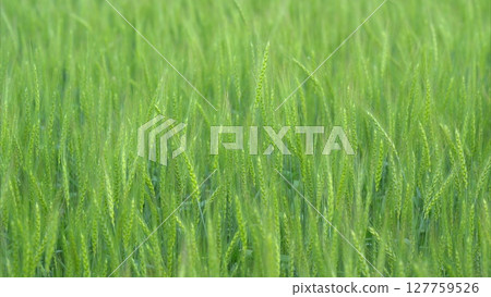 A Lush Green Grass Field Bathed in Bright Sunlight Radiates Natural Beauty and Vibrancy 127759526