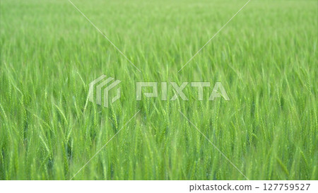 A Beautiful and Vibrant Green Field That Is Fully Ready for a Wonderful Harvest This Season 127759527