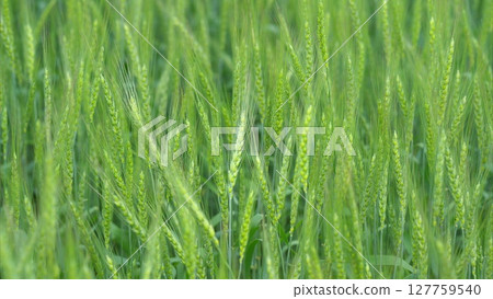 A Beautiful, Lush Green Grass Field Awash in the Stunning and Vibrant Light of Springtime A Beautiful, Lush Green Grass Field Awash in the Stunning and Vibrant Light of Springtime 127759540