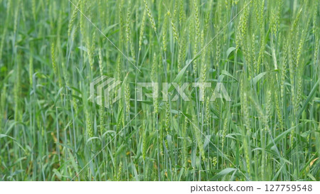 The Flourishing and Lush Green Wheat Field in Its Early Growth Stage During Springtime 127759548