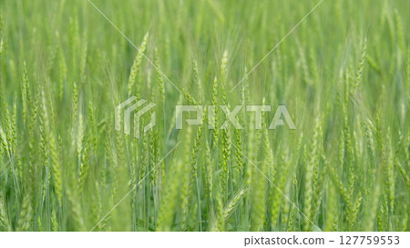 A Vibrant and Lush Green Wheat Field Awaiting Its Time for the Upcoming Harvest Season A Vibrant and Lush Green Wheat Field Awaiting Its Time for the Upcoming Harvest Season 127759553