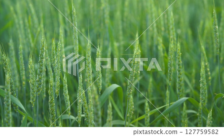 A Vibrant Green Field Thriving with Healthy Growth of Cereal Grains and Diverse Plants 127759582