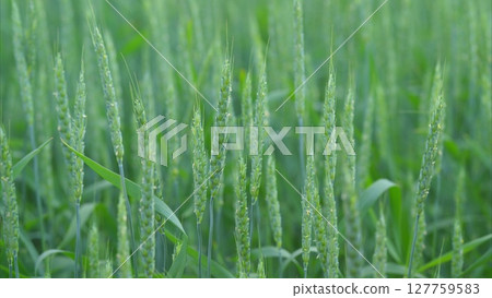 A Vibrant and Lush Green Wheat Field Adorned with Sparkling Dewdrops in the Morning Light A Vibrant and Lush Green Wheat Field Adorned with Sparkling Dewdrops in the Morning Light 127759583