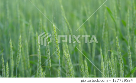 A Beautiful, Lush Green Field of Grass That Is Gently Swaying in a Refreshing Breeze A Beautiful, Lush Green Field of Grass That Is Gently Swaying in a Refreshing Breeze 127759584