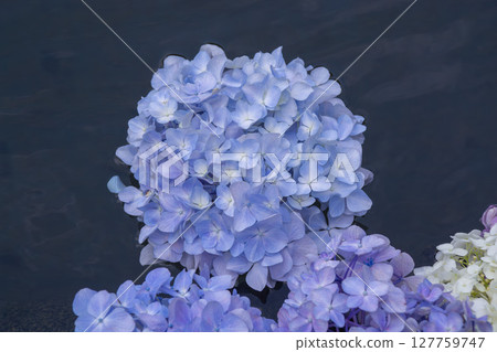 久遠寺 - 繡球花牆 久遠寺 - 繡球花牆 127759747