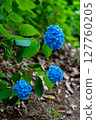 [Okayama City, Okayama Prefecture] Blue hydrangeas blooming at Kibitsu Shrine 127760205