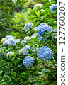 [Okayama City, Okayama Prefecture] Hydrangeas blooming at Kibitsu Shrine 127760207