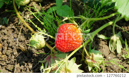Strawberry in the field Strawberry in the field 127760212