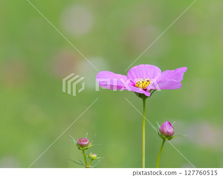 Pretty cosmos Pretty cosmos 127760515