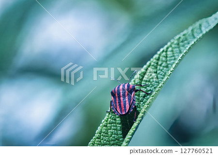 A red-striped stink bug resting on a leaf 127760521