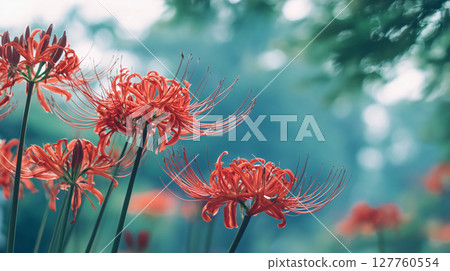 Close-up of red spider lily 127760554