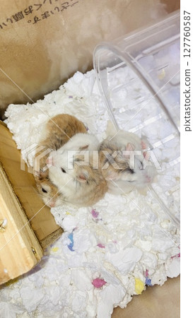 roborovski hamster pet roborovski hamster pet 127760587