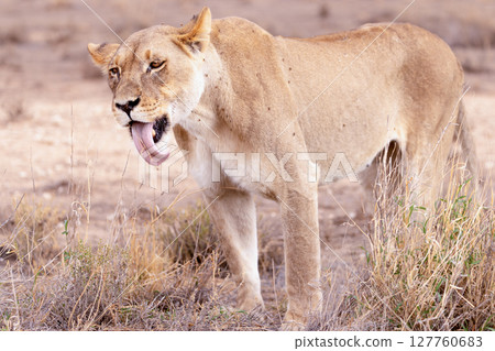 lioness in kgalagadi national park lioness in kgalagadi national park 127760683