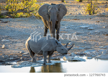 rhino and elephant at Etosha National Park, Namibia 127760743