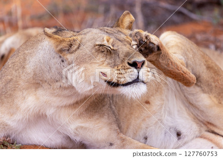 lioness in kgalagadi national park lioness in kgalagadi national park 127760753