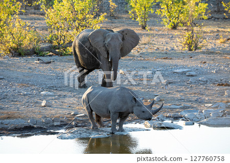 rhino and elephant at Etosha National Park, Namibia rhino and elephant at Etosha National Park, Namibia 127760758