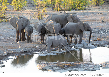 rhino and elephant at Etosha National Park, Namibia rhino and elephant at Etosha National Park, Namibia 127760759