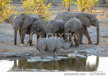 rhino and elephant at Etosha National Park, Namibia 127760763