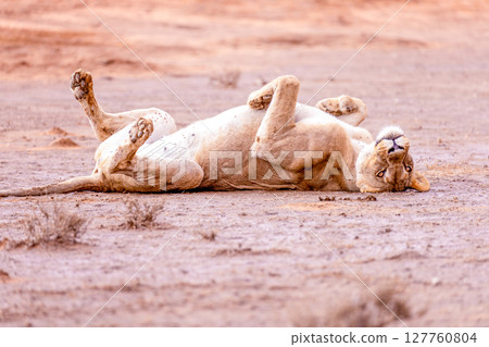 lioness in kgalagadi national park 127760804