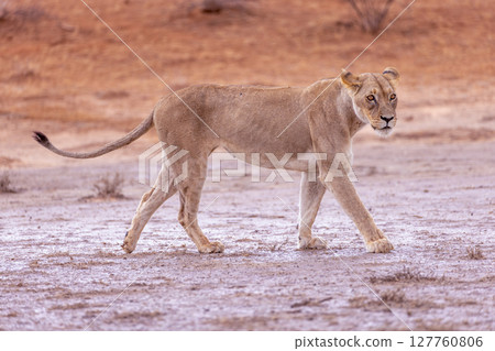 lioness in kgalagadi national park 127760806