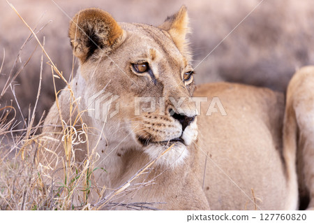 lioness in kgalagadi national park 127760820