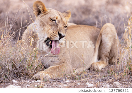 lioness in kgalagadi national park 127760821