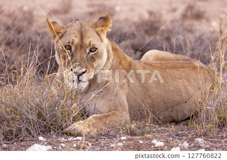 lioness in kgalagadi national park 127760822