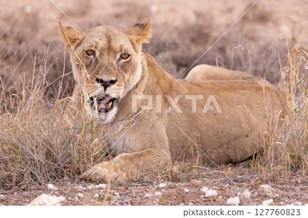 lioness in kgalagadi national park lioness in kgalagadi national park 127760823