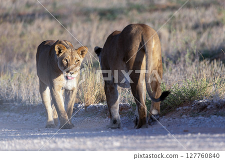 Lioness in Kgalagadi National Park 127760840