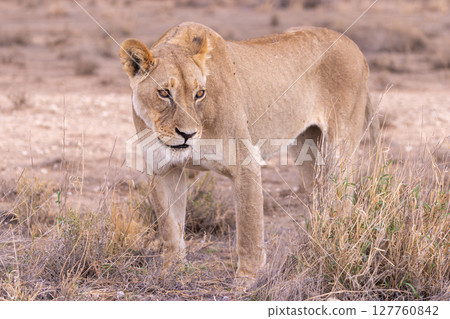 lioness in kgalagadi national park 127760842