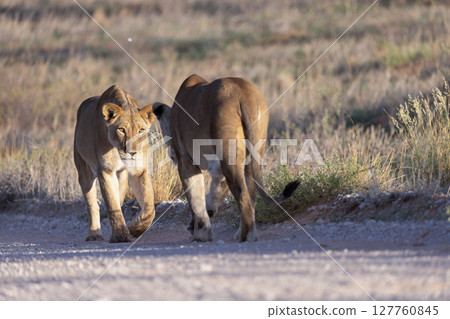 Lioness in Kgalagadi National Park Lioness in Kgalagadi National Park 127760845