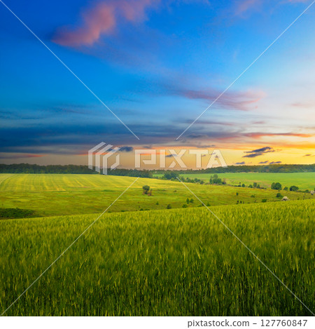 Green field of wheat with ears close-up and bright sunrise. 127760847