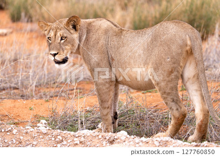 lioness in kgalagadi national park 127760850