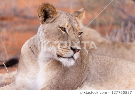 lioness in kgalagadi national park 127760857