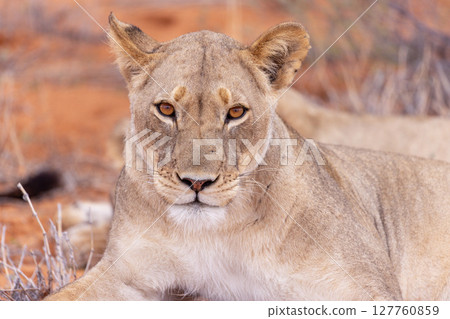 lioness in kgalagadi national park lioness in kgalagadi national park 127760859