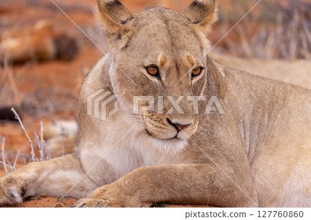 lioness in kgalagadi national park lioness in kgalagadi national park 127760860