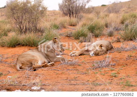 Lions in kgalagadi national park 127760862