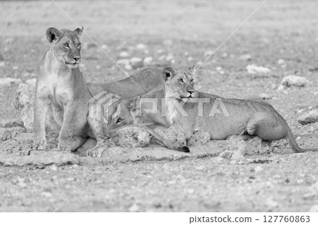 lions in kgalagadi national parks 127760863
