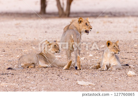 lions in kgalagadi national parks 127760865